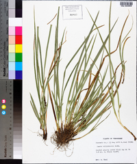 Carex willdenowii image