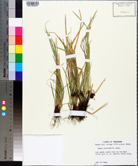 Carex willdenowii image