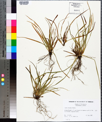 Carex backii image