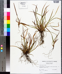 Carex backii image