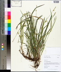 Carex chapmanii image