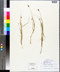 Carex chordorrhiza image