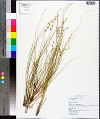 Carex echinata image