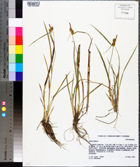 Carex flava image