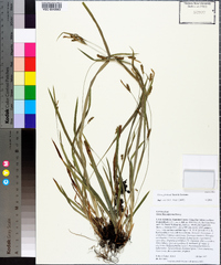 Carex gholsonii image