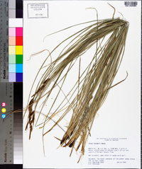 Carex haydenii image