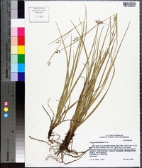 Carex humboldtiana image