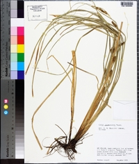 Carex lambertiana image