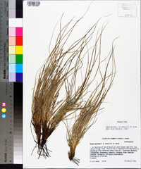 Carex lativena image