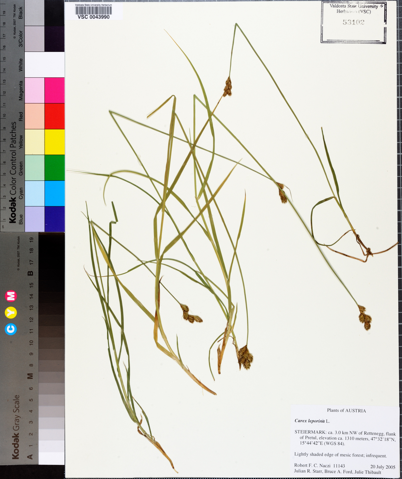 Carex ovalis image