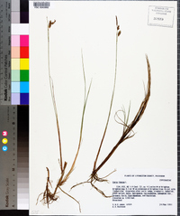 Carex limosa image