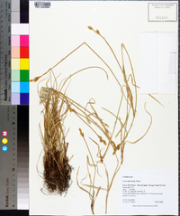 Carex leporinella image