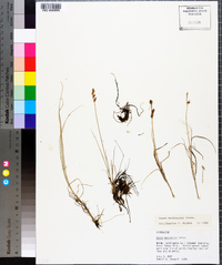 Carex mackenziei image