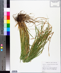 Carex muricata image