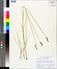 Carex ozarkana image