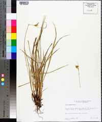 Carex pallescens image