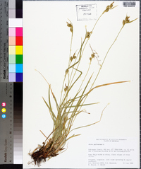 Carex pallescens image