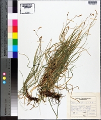 Carex pediformis image