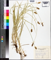 Carex pediformis image