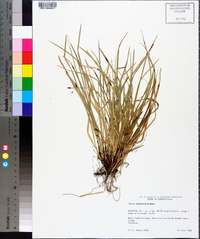 Carex pedunculata image