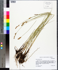 Carex prairea image