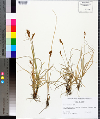 Carex praticola image