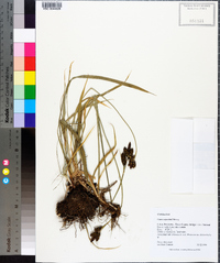 Carex raynoldsii image