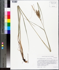 Carex rhynchoperigynium image