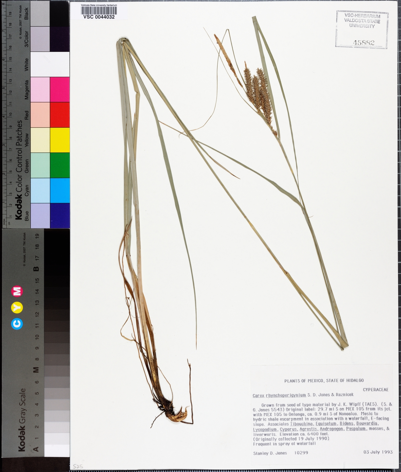 Carex rhynchoperigynium image
