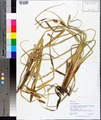 Carex rostrata image