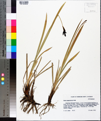 Carex scopulorum image