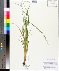 Carex seorsa image