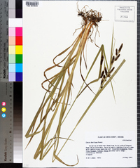 Carex shortiana image