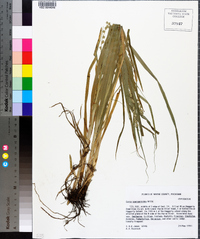 Carex sparganioides image