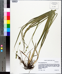 Carex sparganioides image