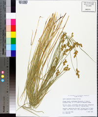 Carex suberecta image