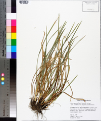 Carex superata image