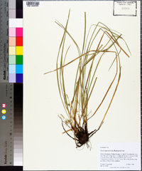 Carex superata image