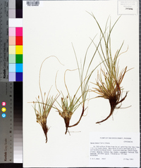 Carex tonsa image