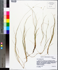 Carex trisperma image