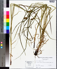 Carex tuckermanii image