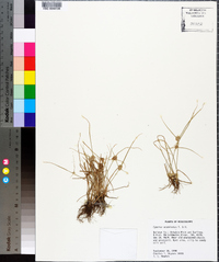 Cyperus acuminatus image