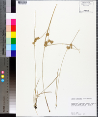 Cyperus acuminatus image