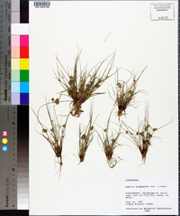 Cyperus acuminatus image