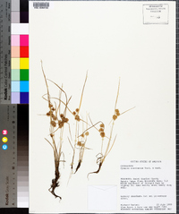 Cyperus acuminatus image