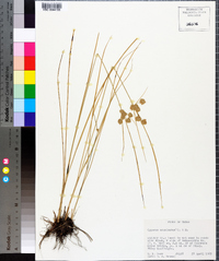 Cyperus acuminatus image