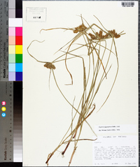 Cyperus aggregatus image