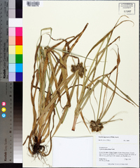 Cyperus aggregatus image