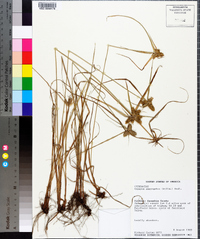 Cyperus aggregatus image