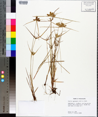 Cyperus aggregatus image